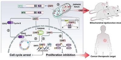 Frontiers Multifunctions Of Crif In Cancers And Mitochondrial